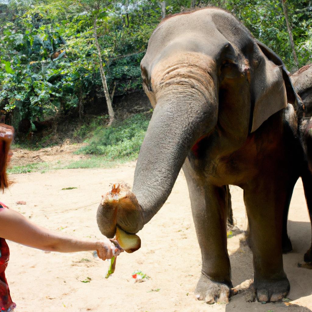 Woman feeding elephants in Thailand