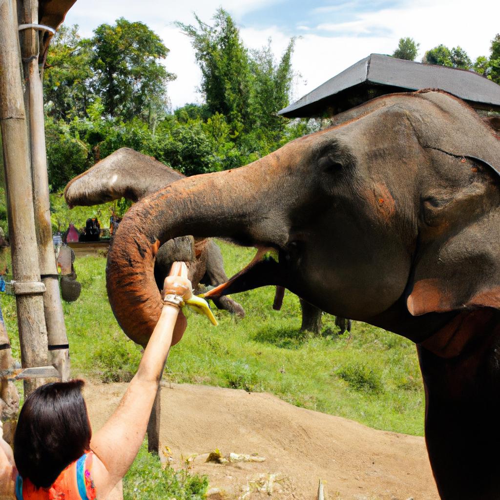 Person feeding elephants in Thailand